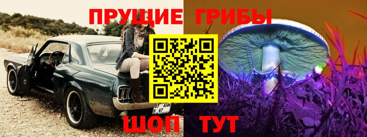 Губкин  Псилоцибиновые грибы Psilocybine cubensis  Вход с VPN 